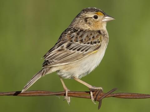 Grasshopper sparrow