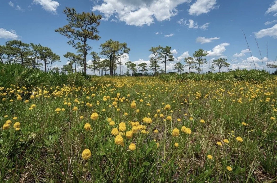 Fire-adapted pine flatwoods and native groundcover are part of the ecological mosaic that shapes resilience across APAFRSL.