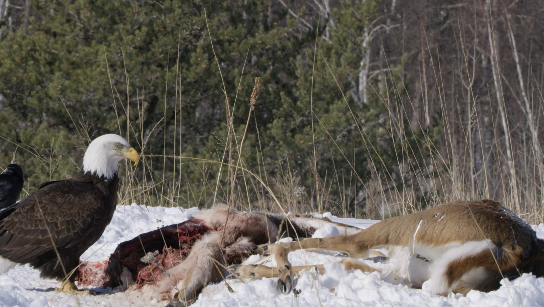 Bald eagle within the Camp Ripley landscape
