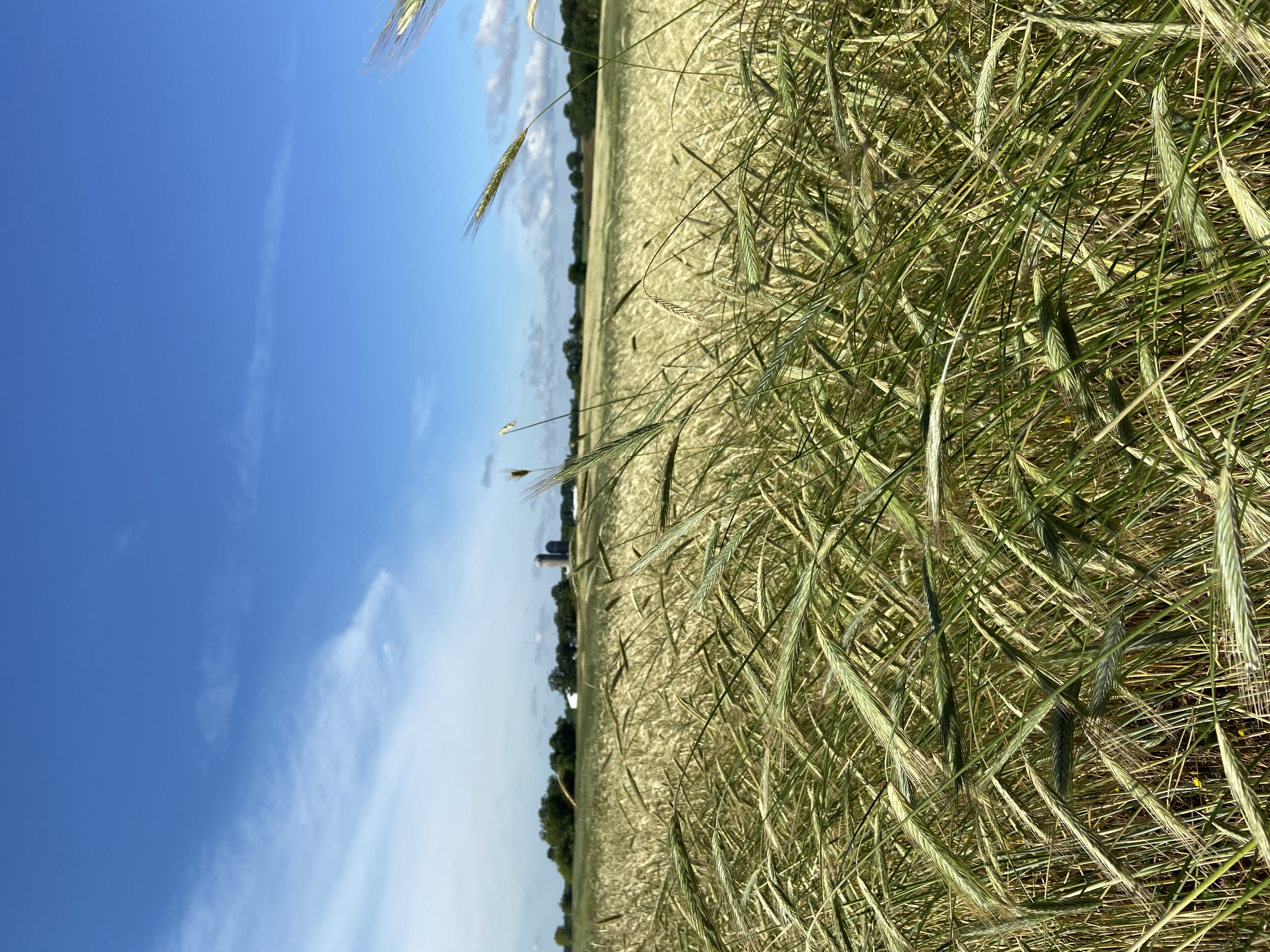 Working agricultural lands within the Camp Ripley Sentinel Landscape