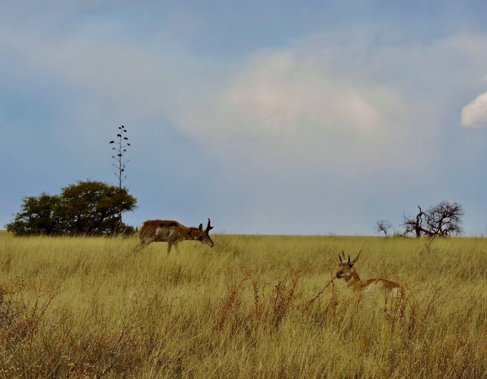 Pronghorn habitat