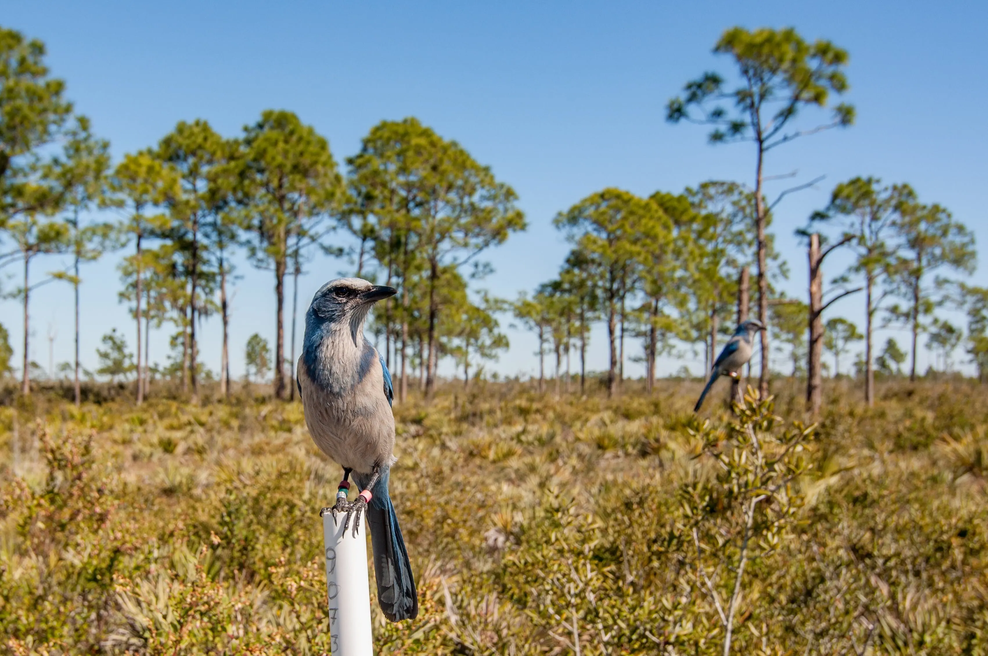 Florida scrub-jay within an open pine and scrub landscape