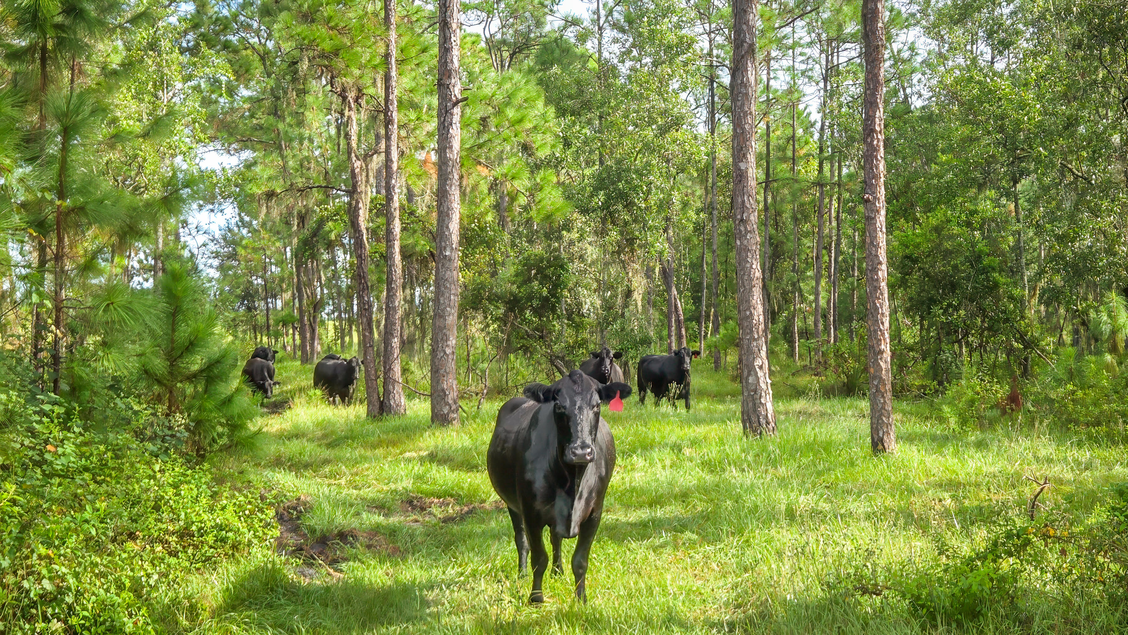 Cattle grazing within pine woodland in Central Florida